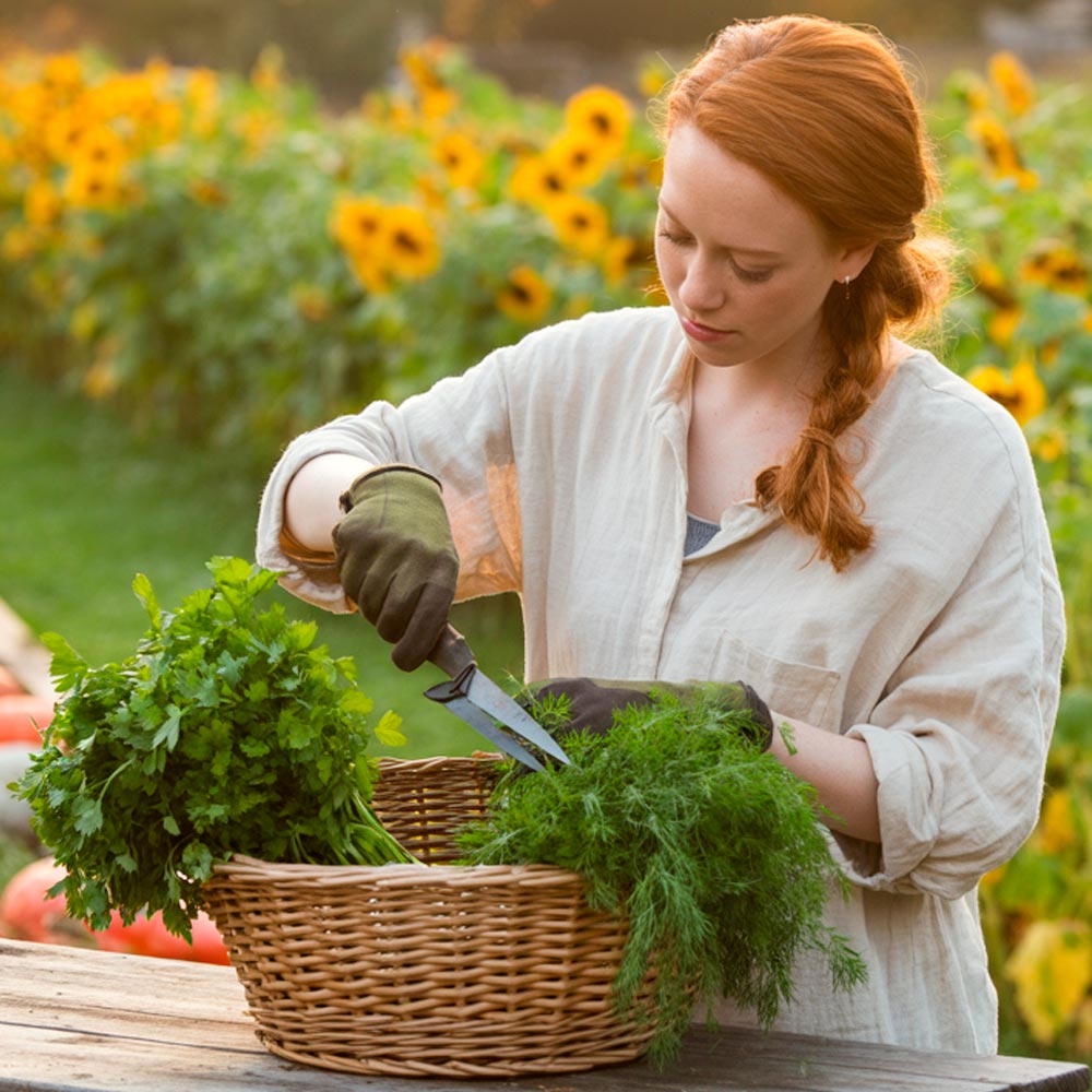 Посадка зелени осенью